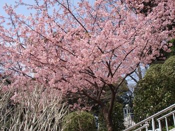 池上本門寺の桜.JPG