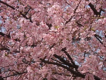 池上本門寺の桜２.JPG